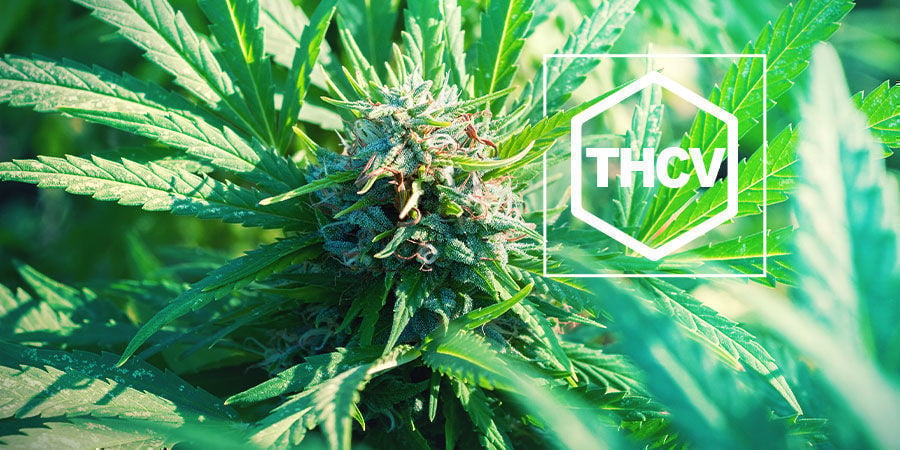 Everything You Need To Know About THCV - How To Grow Weed